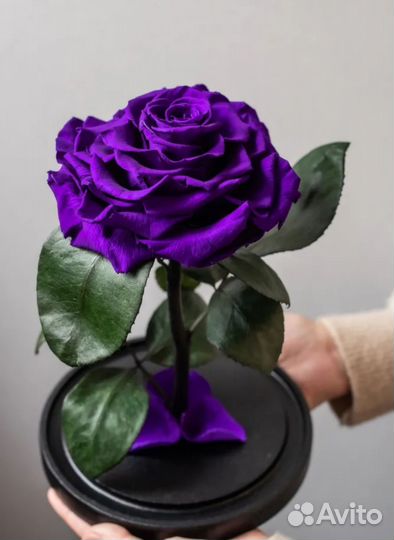 Роза в колбе