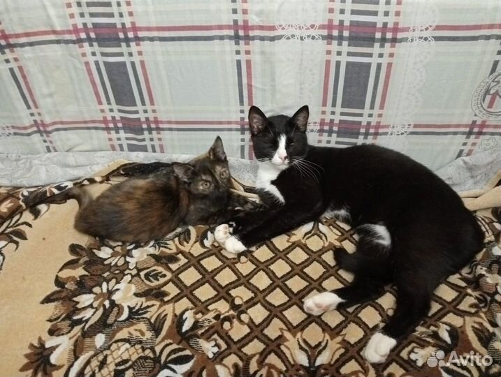 Котёнок в самые добрые руки