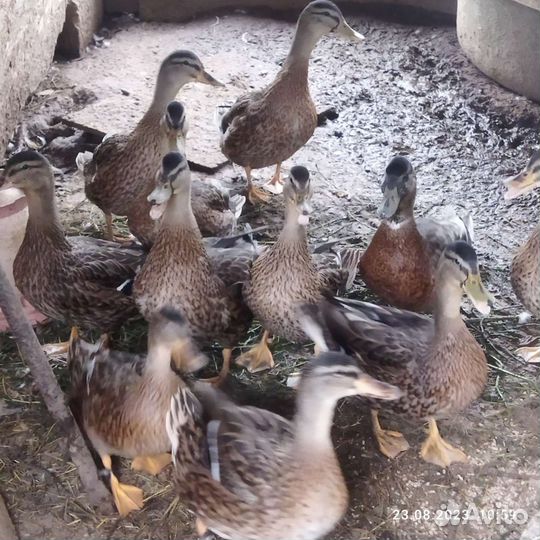 Утки подсадные для охоты