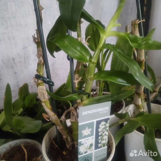 Орхидея дендробиум