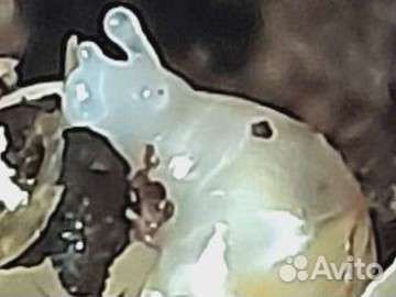 Улитки ахатины. улитята