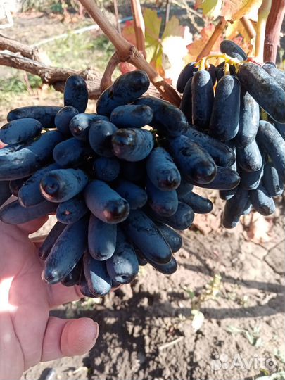 Продажа черенков винограда