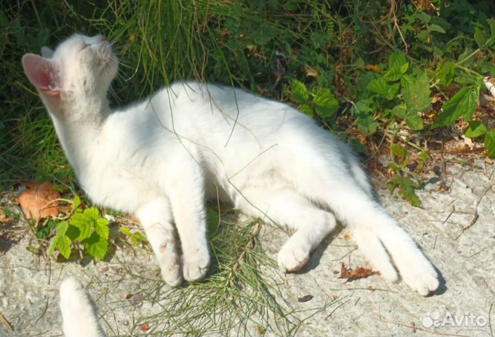 Котятки в добрые ручки