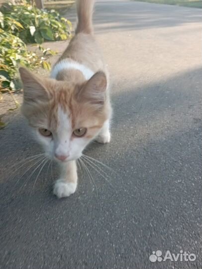 Отдам кошечку