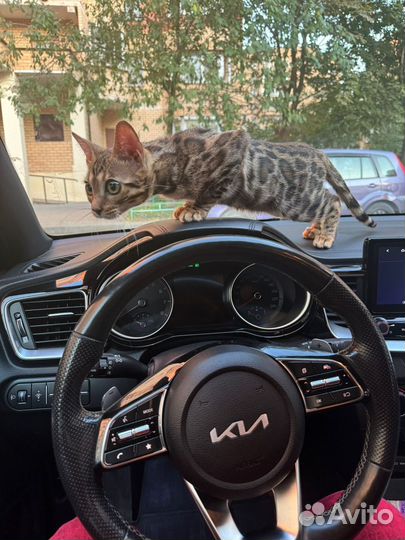 Бенгальская кошка