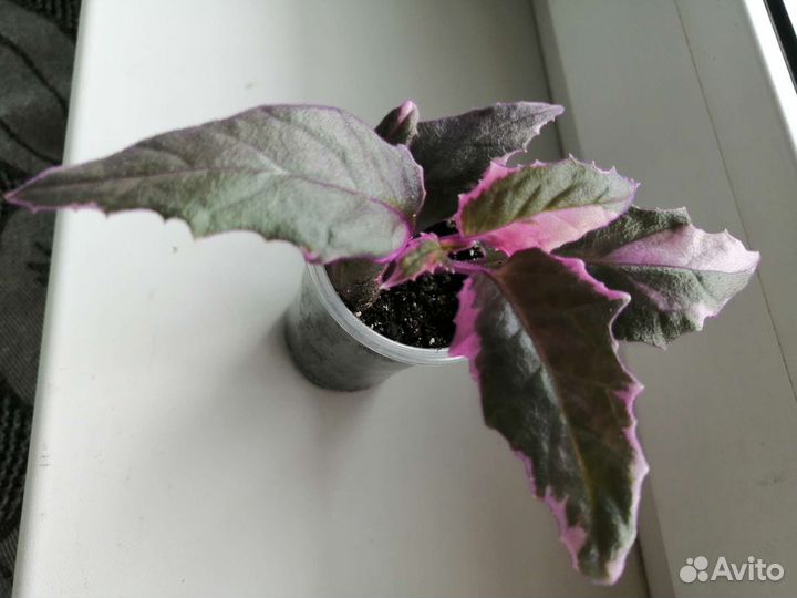 Генура вариегатная