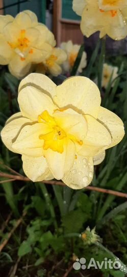 Ирисы сортовые