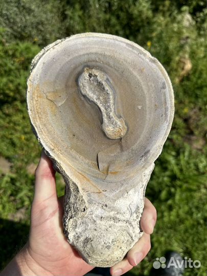 Окаменелости