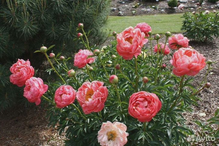 Коллекционный Пион Корал Чарм