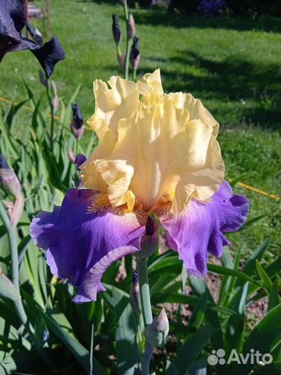 Ирисы бородатые