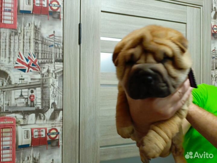 Щенки шарпей