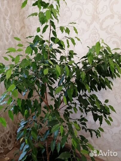Фикус бенджамина горшком