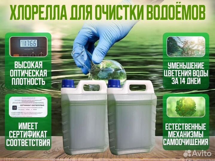 Хлорелла