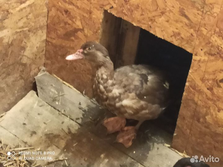 Индоутки тяжелой линии Шоколад