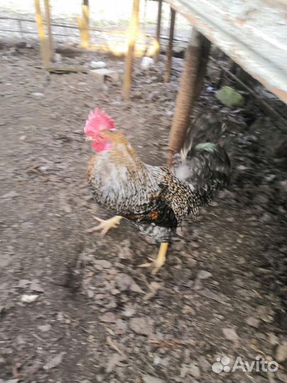 Куры петухи