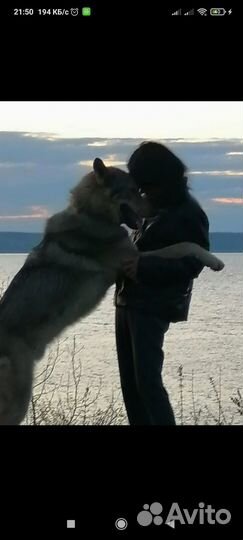 Вольфхунд, волкособ