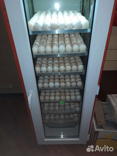 Яйцо и цыплята бройлера Кобб 500