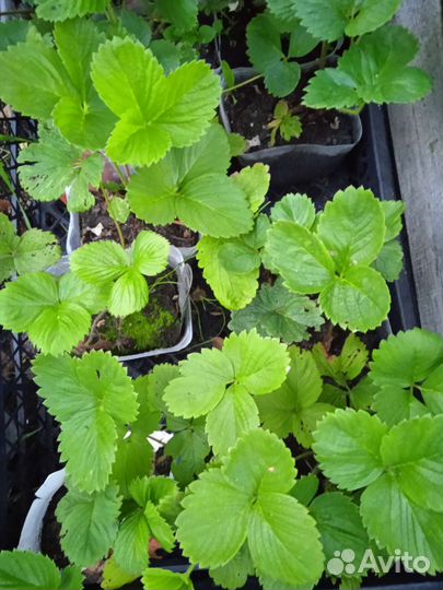 Саженцы сортовой клубники