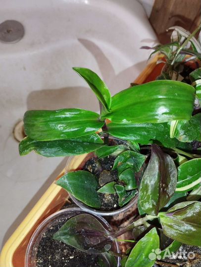 Традесканция разные расцветки