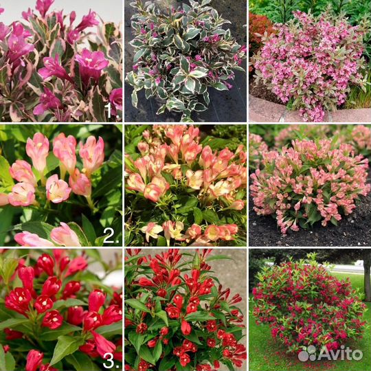 Вейгелы в Р9