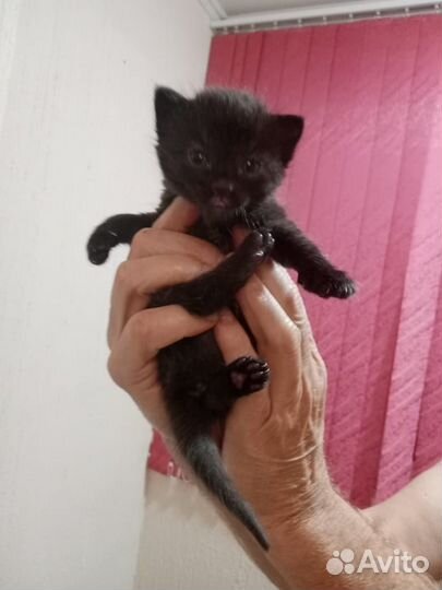 Кошка с котятами