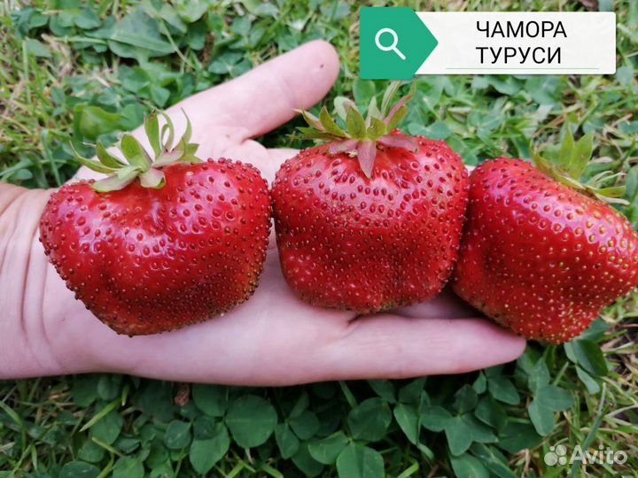 Рассада клубники Чамора Туруси и других сортов-гиг