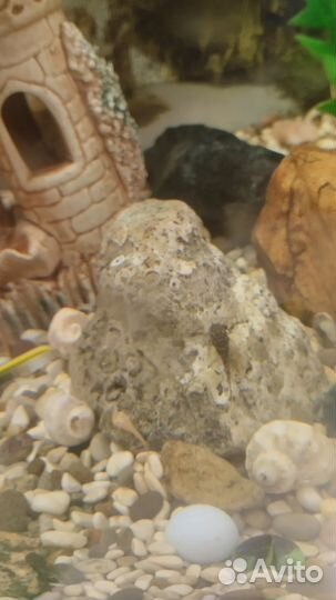 Анцитрус сомики мальки