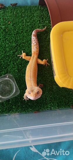 Геккон эублефар