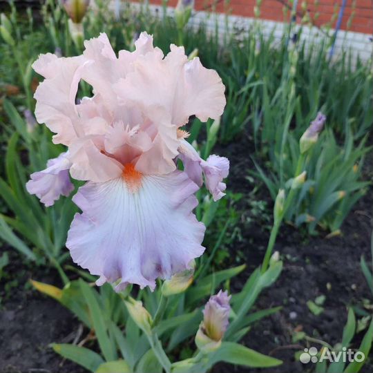 Ирисы бородатые сортовые