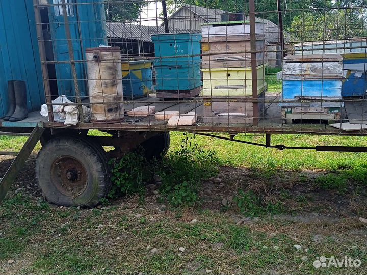 Пчёлоприцеп пчелы