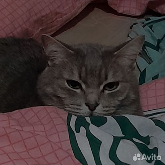 Отдаю котика