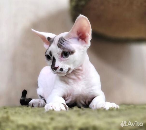 Котята девон-рекс