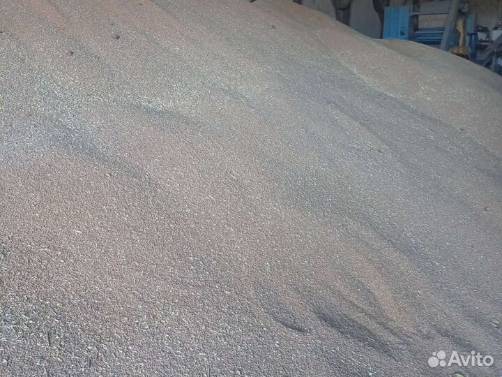 Пшеница Ячмень