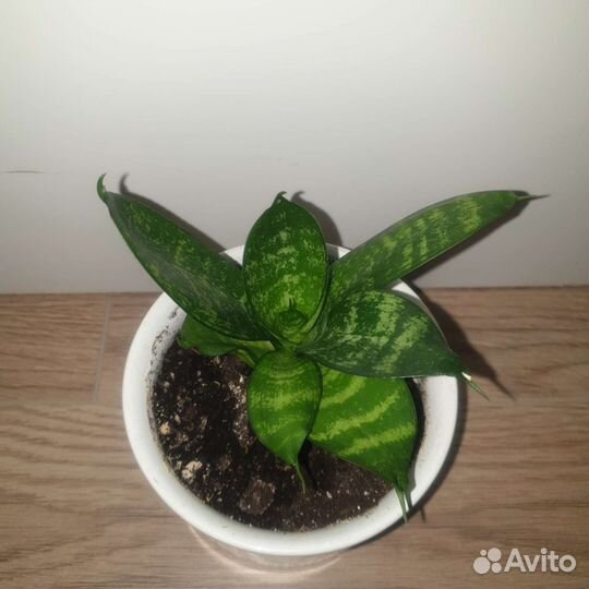 Алоэ Дримиопсис Кашпо Комнатные растения Цветы