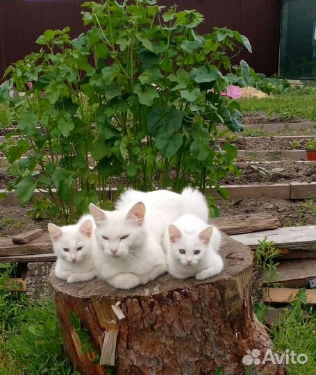 Котята в добрые руки