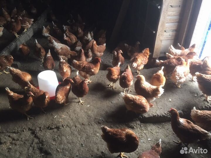 Куры-несушки, молодка