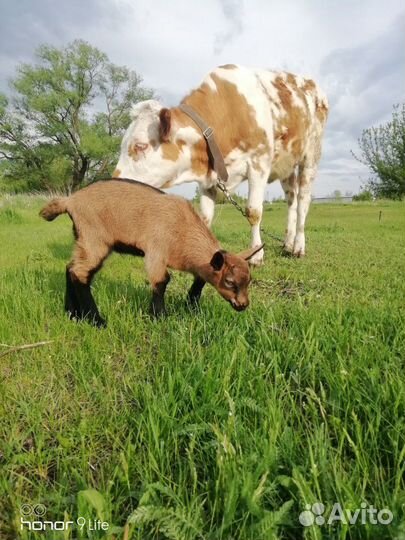 Чешские козы