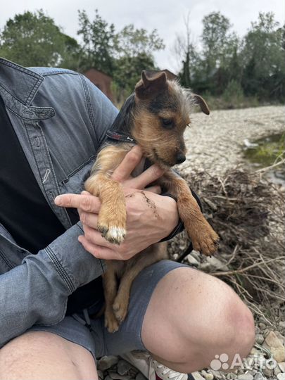 Мальчик метис Йорка и Джека