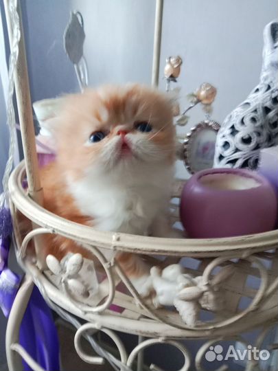 Персидский малыш