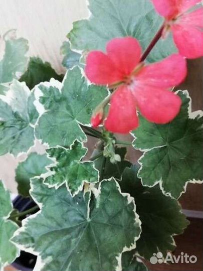 Пеларгонии