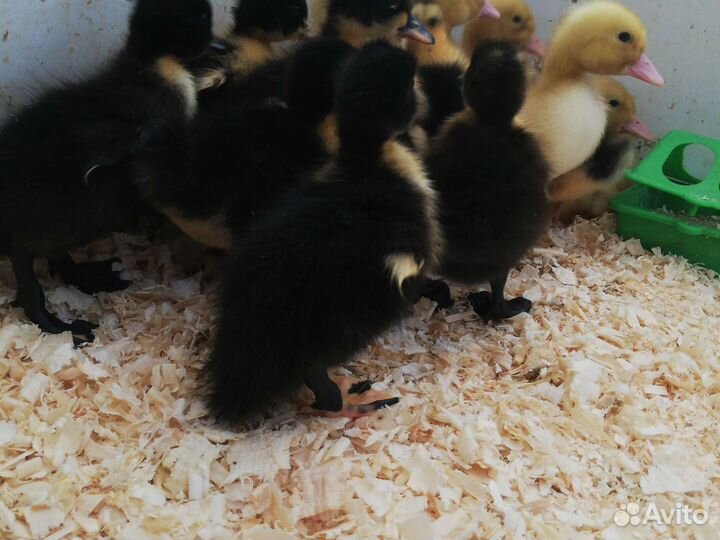 Утята Стар 53 - Фаворит - Башкирские - утка