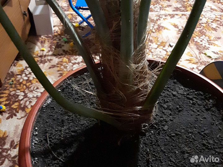 Финиковая пальма