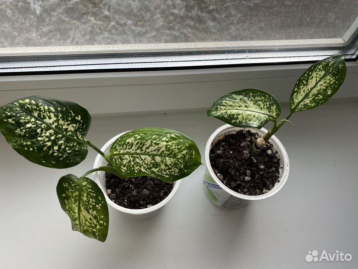 Комнатные цветы