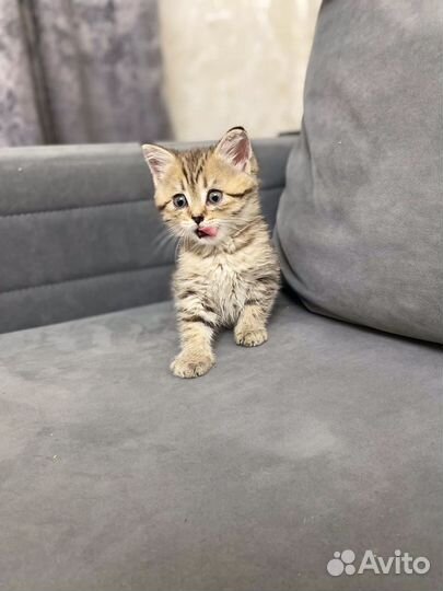 Котенок (британец)