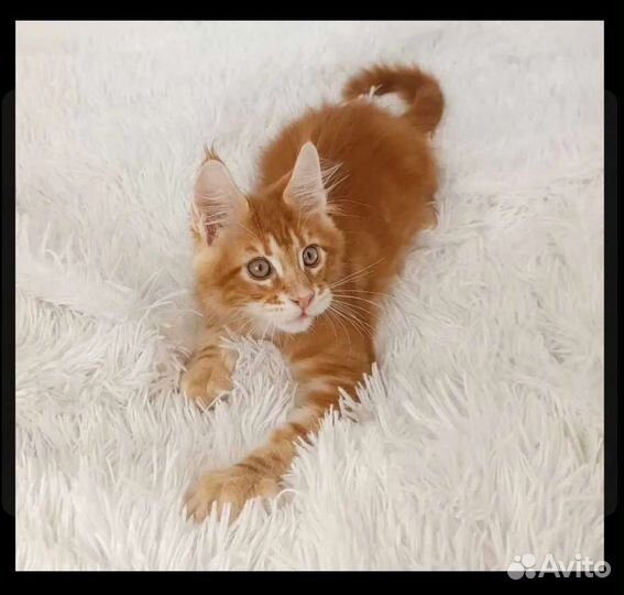 Большой рыжий котенок Мейн кун