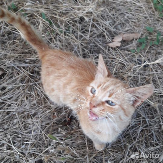 Рыжик ищет дом