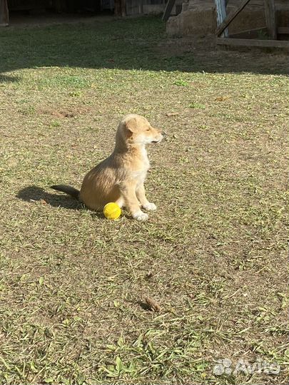 Щенки маленьких пород