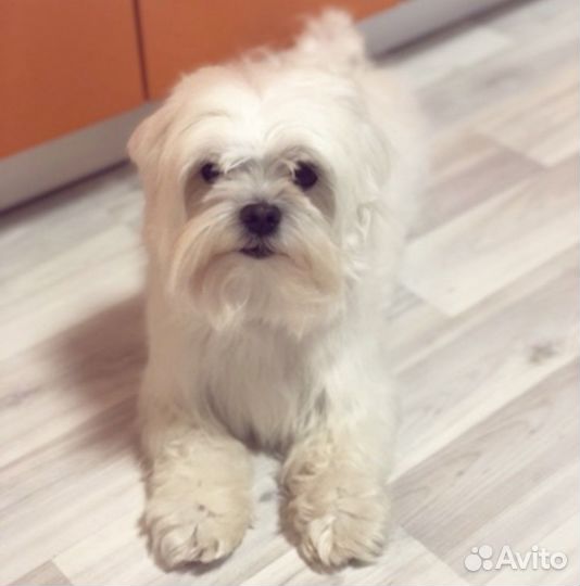 Вязка мальтезе болонка