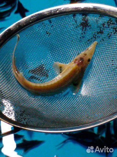 Царская рыба