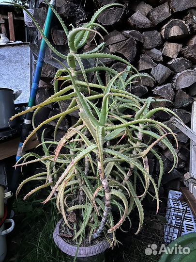 Алоэ лечебный